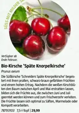 Bauhaus Bio-Kirsche 'Späte Knorpelkirsche' Angebot