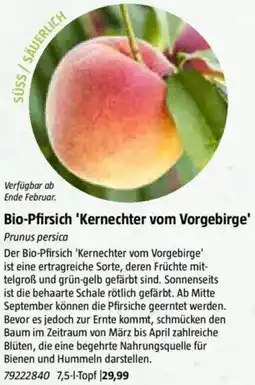 Bauhaus Bio-Pfirsich 'Kernechter vom Vorgebirge' Angebot
