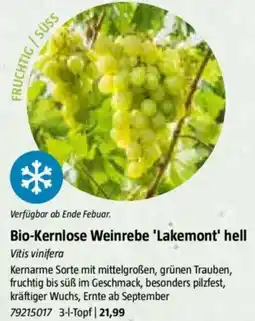 Bauhaus Bio-Kernlose Weinrebe 'Lakemont' hell Vitis vinifera Angebot