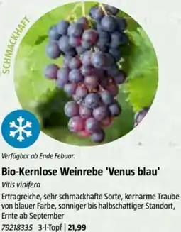 Bauhaus Bio-Kernlose Weinrebe 'Venus blau' Vitis vinifera Angebot