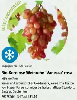 Bauhaus Bio-Kernlose Weinrebe 'Vanessa' rosa Vitis vinifera Angebot