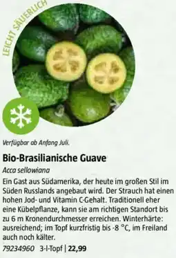 Bauhaus Bio-Brasilianische Guave Angebot