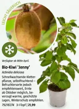 Bauhaus Bio-Kiwi 'Jenny' Angebot