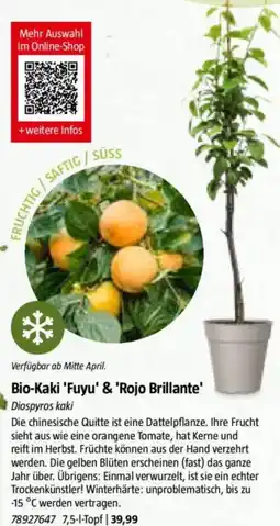 Bauhaus Bio-Kaki 'Fuyu' & 'Rojo Brillante' Diospyros kaki Angebot
