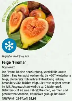 Bauhaus Feige 'Firoma' Angebot