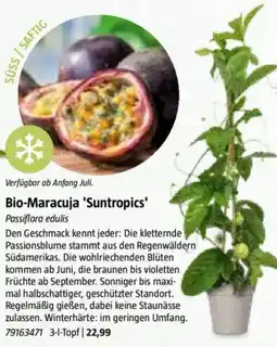 Bauhaus Bio-Maracuja 'Suntropics' Passiflora edulis Angebot