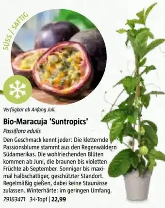 Bauhaus Bio-Maracuja 'Suntropics' Passiflora edulis Angebot