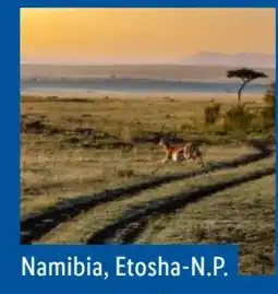 Lidl Lidl-Reisen Südafrika & Namibia-Rundreise Angebot