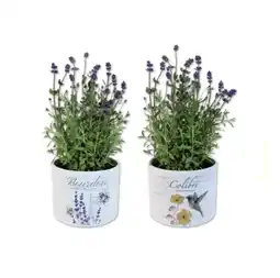 Lidl Lavendel angustifolia in Keramik Lidl APP Preis Angebot