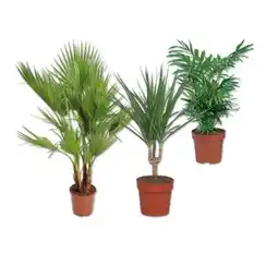 Lidl Palme versch. Sorten Lidl Angebot