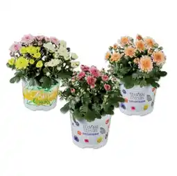 Lidl Chrysanthemen Verschiedene Blütenfarben Lidl Angebot