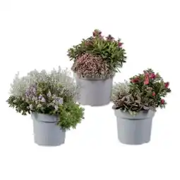 Lidl “All Blooms” Herbstharmonie verschiedene Pflanzen Lidl Angebot