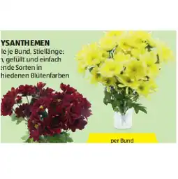 Hofer Chrysanthemen verschiedenen Blütenfarben HOFER Angebot
