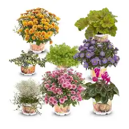 Hofer Goldener Herbst versch. Herbstpflanzen HOFER Angebot