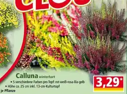 Norma Calluna winterhart Angebot