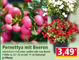 Norma Pernettya mit Beeren Angebot