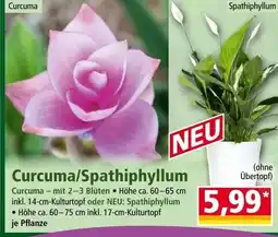 Norma Curcuma/Spathiphyllum Angebot