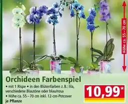 Norma Orchideen Farbenspiel Angebot