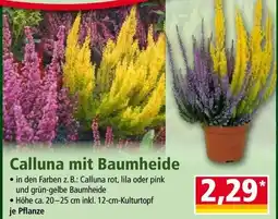 Norma Calluna mit Baumheide Angebot