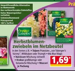 Norma Herbstblumen zwiebeln im Netzbeutel Angebot