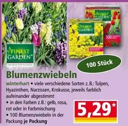 Norma Blumenzwiebeln Angebot