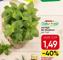 Eurospar würziger Bio-Basilikum Angebot