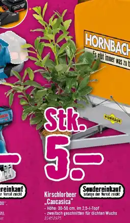 Hornbach Kirschlorbeer Caucasica Angebot