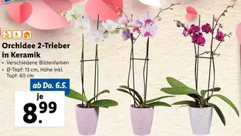Lidl Orchidee 2- Trieber In Keramik 60 cm Angebot