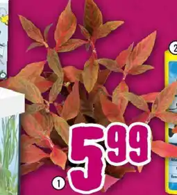 Hornbach Papagaienblatt Red Ruby Angebot