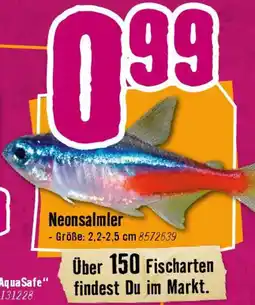 Hornbach Neonsalmler Angebot