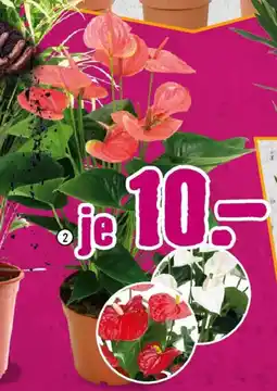 Hornbach Anthurien Angebot