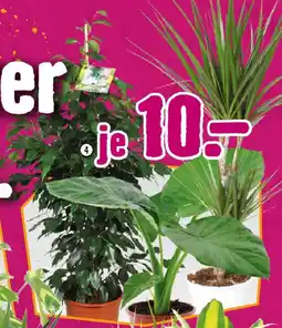 Hornbach dto jedoch Grünmix L Angebot