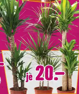 Hornbach dto jedoch Grünmix XL Angebot