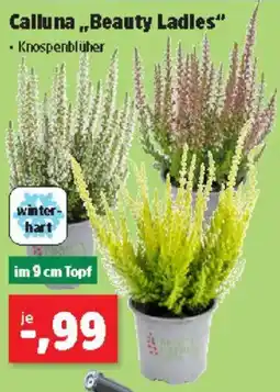 Thomas Philipps Calluna Beauty Ladles Angebot
