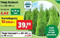 Thomas Philipps Thuja Brabant Angebot
