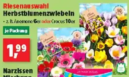 Thomas Philipps Riesenauswahl Herbstblumenzwiebeln Angebot