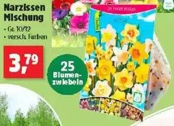 Thomas Philipps Narzissen Mischung Angebot