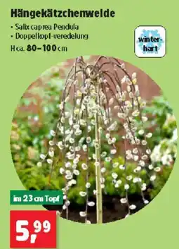 Thomas Philipps Hängekätzchenwelde Angebot