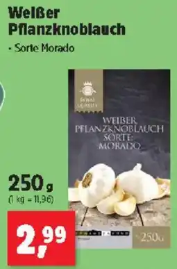 Thomas Philipps Welẞer Pflanzknoblauch Angebot