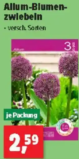 Thomas Philipps Allum Blumenzwiebeln Angebot