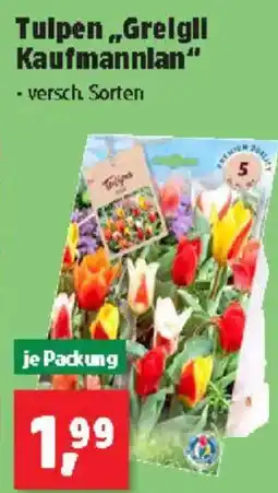Thomas Philipps Tulpen Greigll Kaufmannlan Angebot