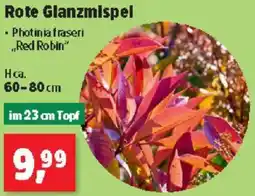 Thomas Philipps Rote Glanzmlspel Angebot