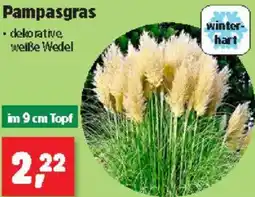 Thomas Philipps Pampasgras Angebot