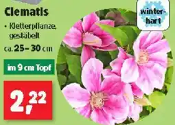 Thomas Philipps Clematis Angebot