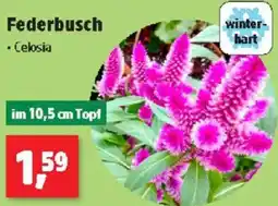 Thomas Philipps Federbusch Angebot