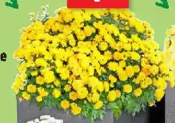 Thomas Philipps Chrysanthemen Angebot