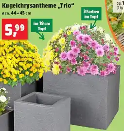 Thomas Philipps Kugelchrysantheme Trio Angebot