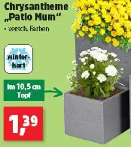 Thomas Philipps Chrysantheme Patio Mum Angebot