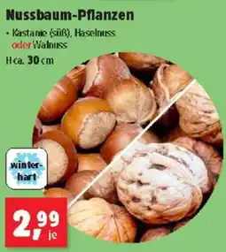 Thomas Philipps Nussbaum Pflanzen Angebot