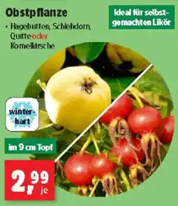 Thomas Philipps Obstpflanze Angebot